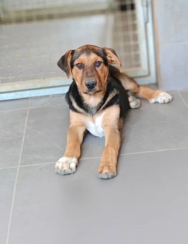 Tom,  puppy Mixed Breed for adoption at Ankerhunde e.V., Novi Grad