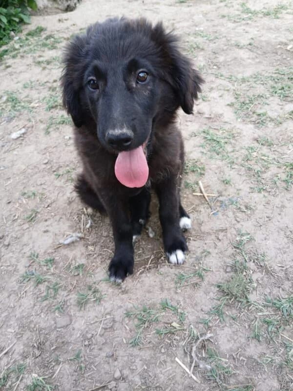 Blue,  puppy Mixed Breed for adoption at Ankerhunde e.V., Novi Grad