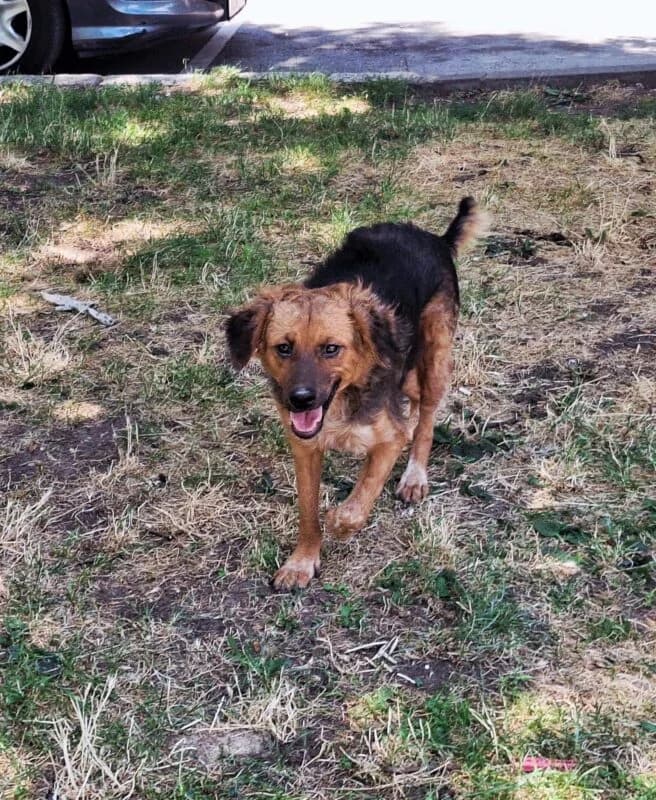 Jole,  5yo Mixed Breed for adoption at Ankerhunde e.V., Novi Grad