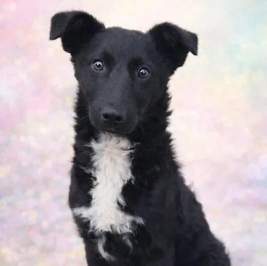 Kira, female puppy Mixed Breed for adoption at Ankerhunde e.V., Novi Grad