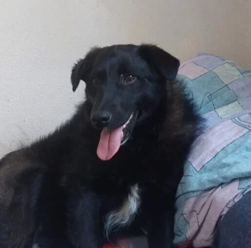 Kerry,  puppy Mixed Breed for adoption at Ankerhunde e.V., Novi Grad