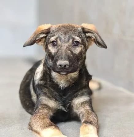 Rex, male puppy Mixed Breed for adoption at Ankerhunde e.V., Novi Grad