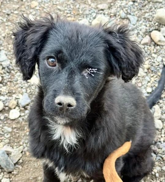Mimmi, male puppy Mixed Breed for adoption at Ankerhunde e.V., Novi Grad