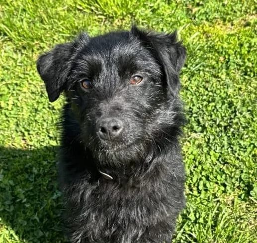 Sully,  young Mixed Breed for adoption at Ankerhunde e.V., Novi Grad