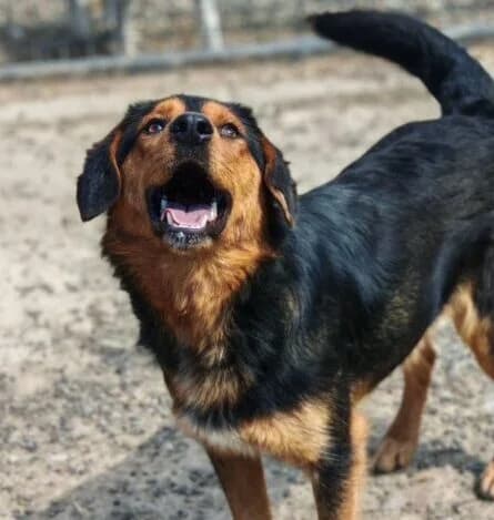 Marley,  young Mixed Breed for adoption at Ankerhunde e.V., Novi Grad