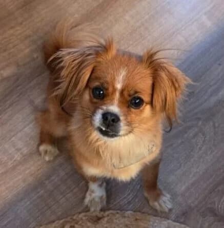 Lilly, female 5yo Mixed Breed for adoption at Ankerhunde e.V., Novi Grad