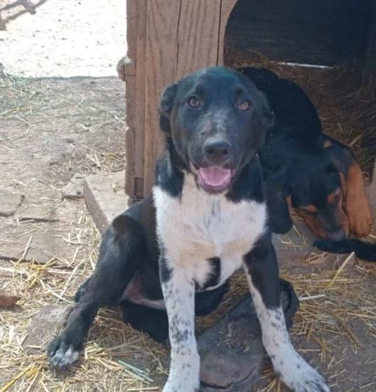 Lissy,  puppy Mixed Breed for adoption at Ankerhunde e.V., Novi Grad