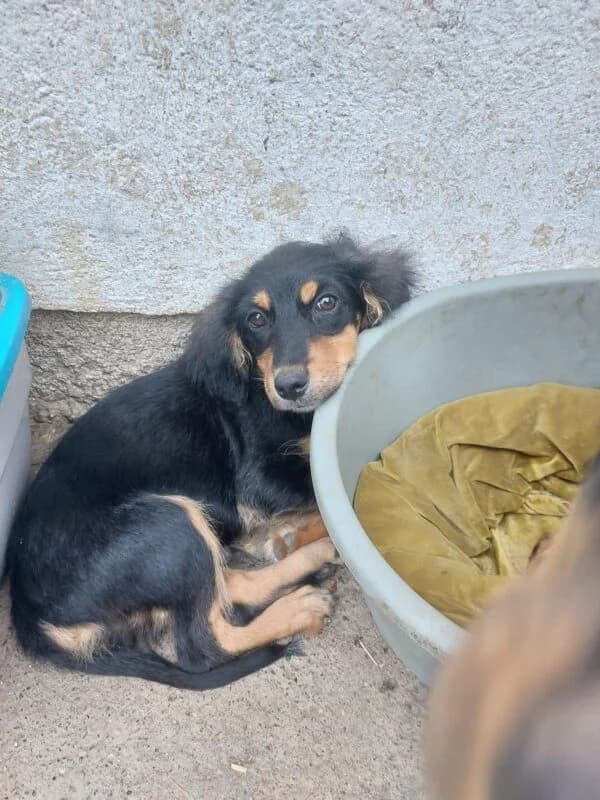 Fero,  puppy Mixed Breed for adoption at Ankerhunde e.V., Novi Grad