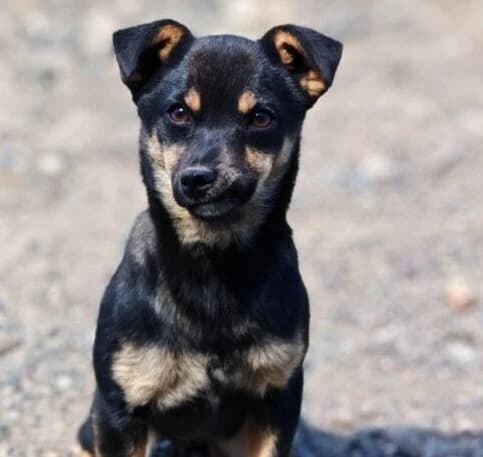 Lucky, male puppy Mixed Breed for adoption at Ankerhunde e.V., Novi Grad