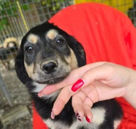 Lani,  puppy Mixed Breed for adoption at Ankerhunde e.V., Novi Grad
