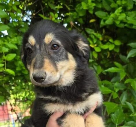 Ilvy,  puppy Mixed Breed for adoption at Ankerhunde e.V., Novi Grad