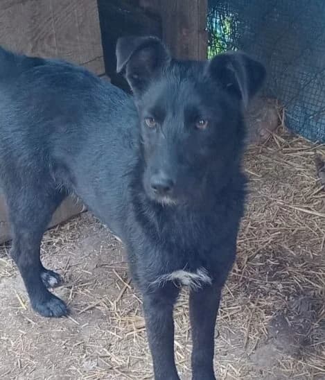 Cindy,  puppy Mixed Breed for adoption at Ankerhunde e.V., Novi Grad