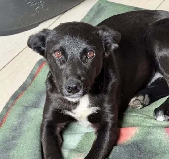 Anastasia, female puppy Mixed Breed for adoption at Ankerhunde e.V., Novi Grad