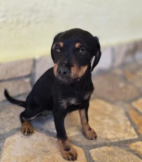 Mila,  puppy Mixed Breed for adoption at Ankerhunde e.V., Novi Grad
