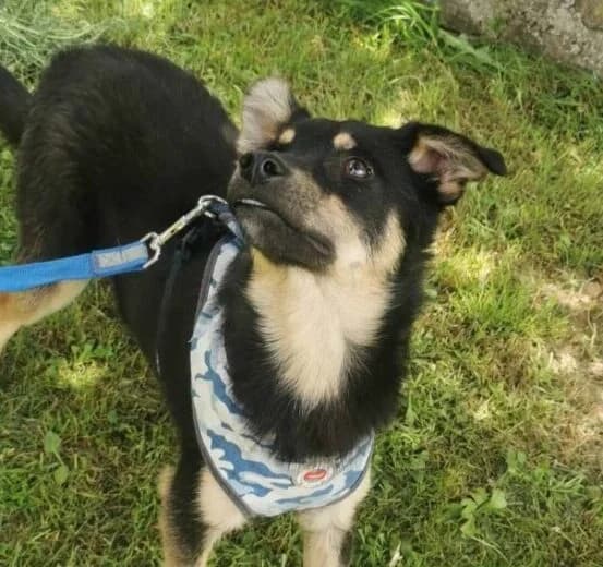 Flip, male puppy Mixed Breed for adoption at Ankerhunde e.V., Novi Grad