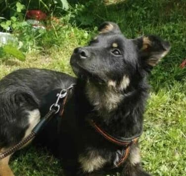 Loki, male puppy Mixed Breed for adoption at Ankerhunde e.V., Novi Grad