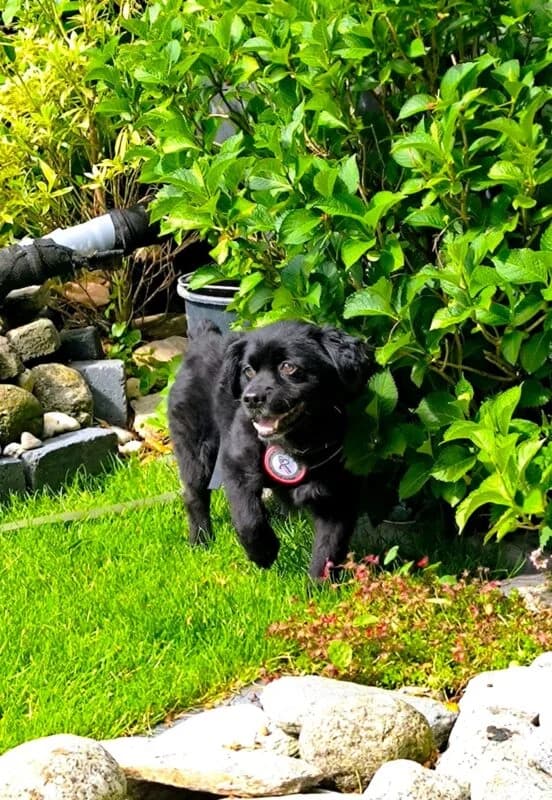 Casimiro,  senior Mixed Breed for adoption at Ankerhunde e.V., Novi Grad