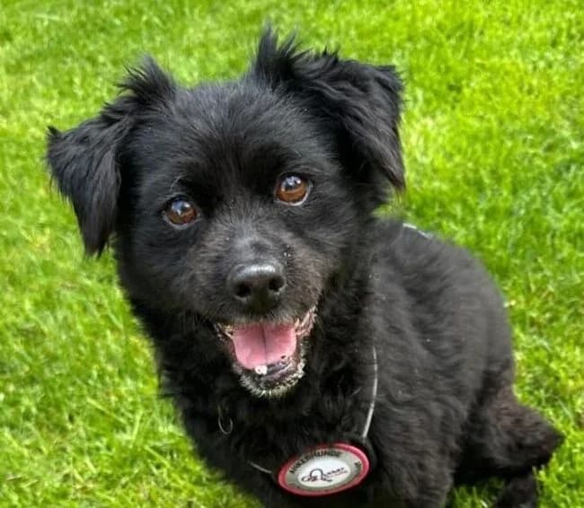 Casimira,  senior Mixed Breed for adoption at Ankerhunde e.V., Novi Grad