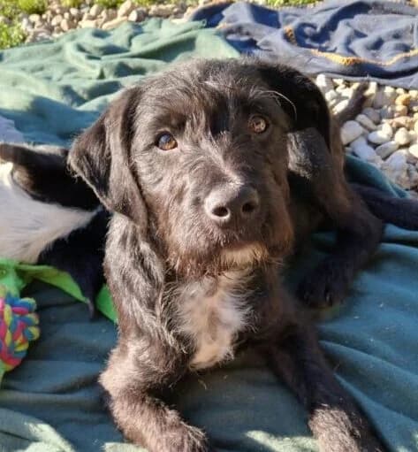Seneca, male puppy Mixed Breed for adoption at Ankerhunde e.V., Novi Grad