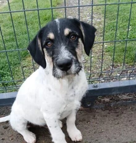 Ryko, male puppy Mixed Breed for adoption at Ankerhunde e.V., Novi Grad