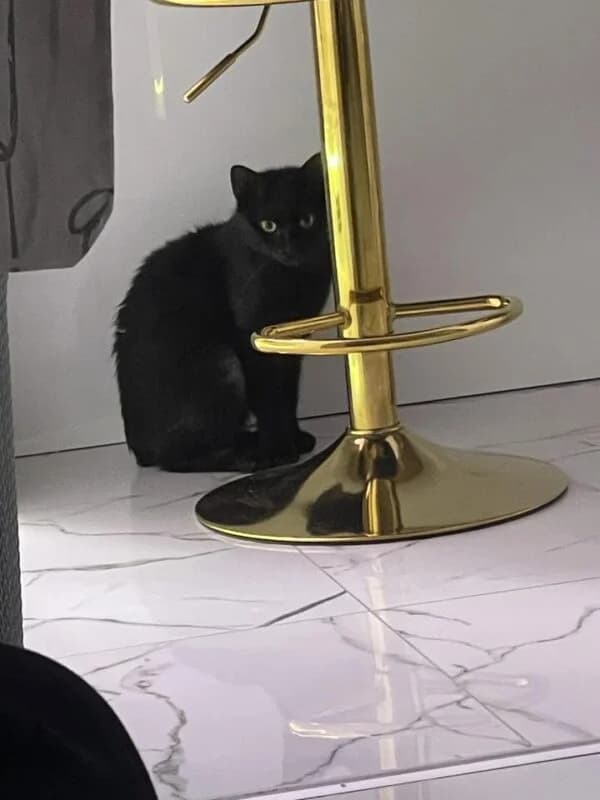 Salem, male young Mixed Breed for adoption at Ankerhunde e.V., Novi Grad