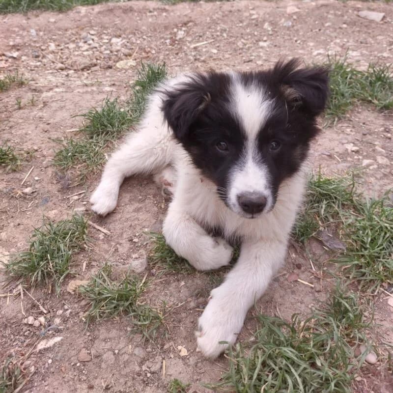 Mandy,  puppy Mixed Breed for adoption at Ankerhunde e.V., Novi Grad