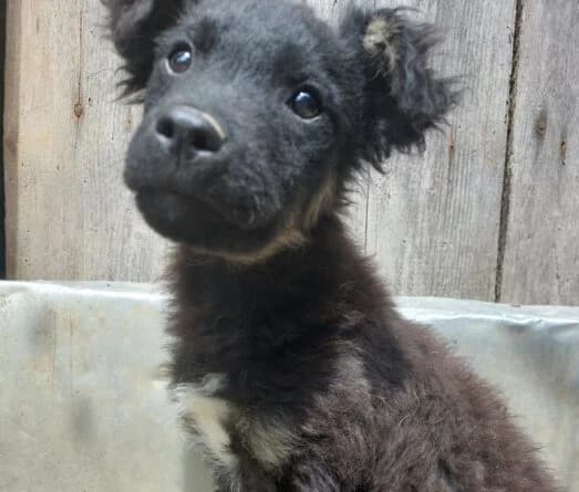Murphy, male puppy Mixed Breed for adoption at Ankerhunde e.V., Novi Grad