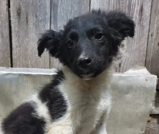 Coco, female puppy Mixed Breed for adoption at Ankerhunde e.V., Novi Grad