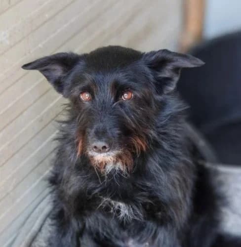 Black Betty, schwarz  young Mixed Breed for adoption at Ankerhunde e.V., Novi Grad