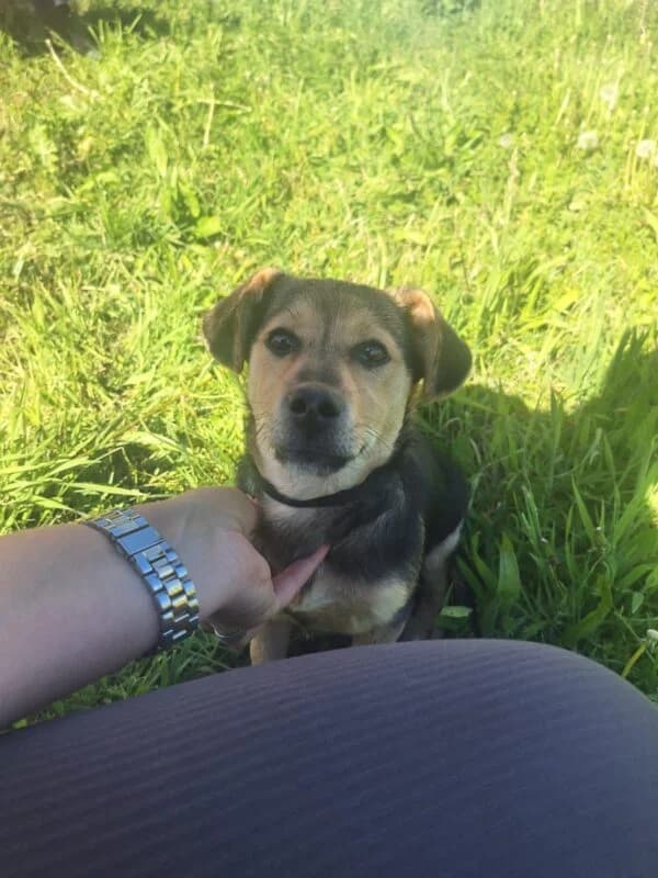 Hugo,  puppy Mixed Breed for adoption at Ankerhunde e.V., Novi Grad