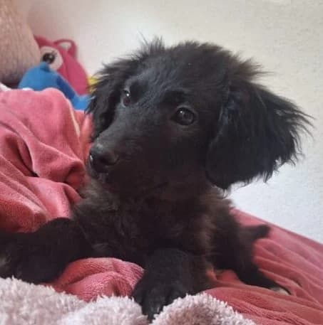 Theo,  puppy Mixed Breed for adoption at Ankerhunde e.V., Novi Grad