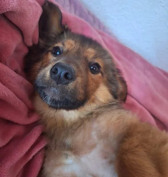 Maia,  puppy Mixed Breed for adoption at Ankerhunde e.V., Novi Grad