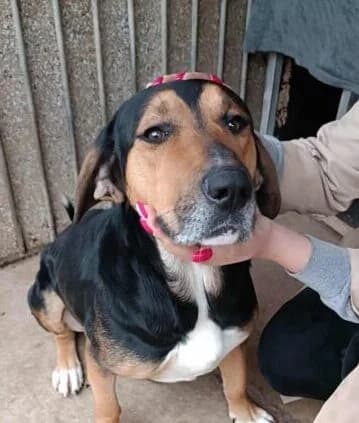Freddy,  4yo Mixed Breed for adoption at Ankerhunde e.V., Novi Grad
