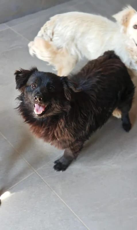 Raffi,  puppy Mixed Breed for adoption at Ankerhunde e.V., Novi Grad