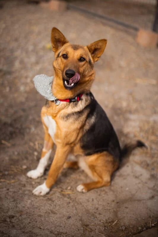 Zima, female puppy Mixed Breed for adoption at Ankerhunde e.V., Novi Grad