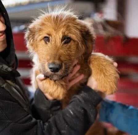 Vjetar,  puppy Mixed Breed for adoption at Ankerhunde e.V., Novi Grad