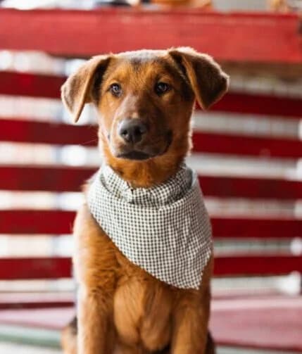 Petar,  puppy Mixed Breed for adoption at Ankerhunde e.V., Novi Grad