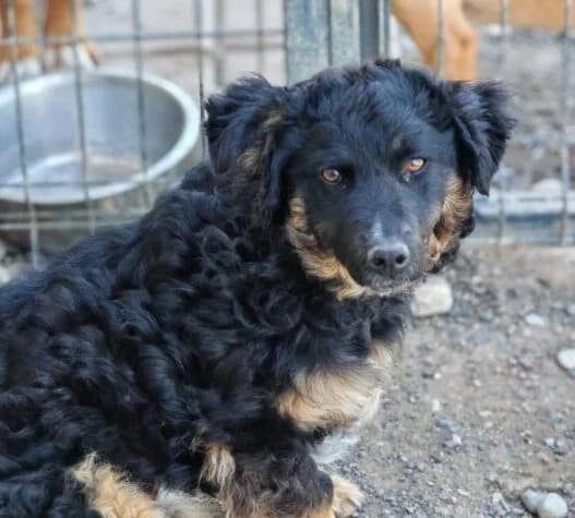 Linda, female young Mixed Breed for adoption at Ankerhunde e.V., Novi Grad