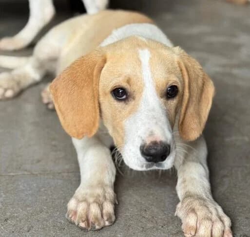 Sammy,  puppy Mixed Breed for adoption at Ankerhunde e.V., Novi Grad