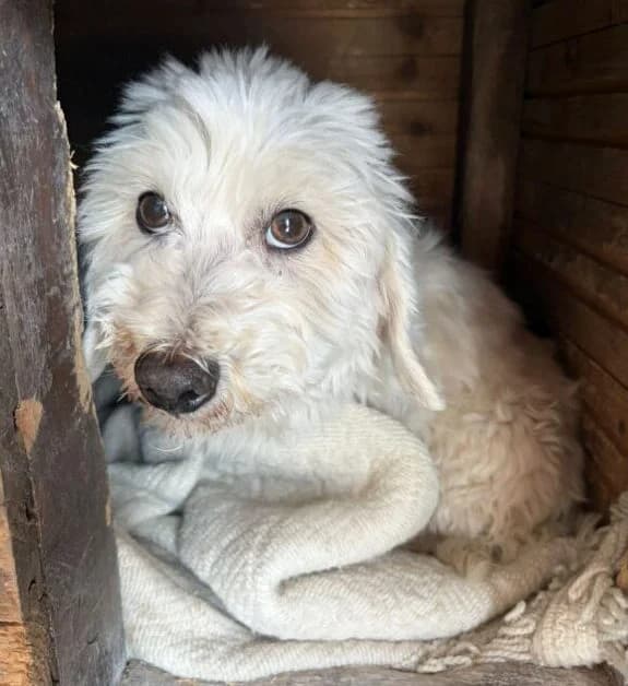 Charlie,  senior Mixed Breed for adoption at Ankerhunde e.V., Novi Grad