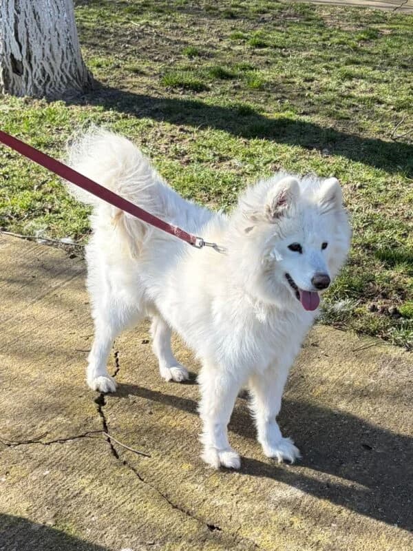 Mila, female 5yo Mixed Breed for adoption at Ankerhunde e.V., Novi Grad