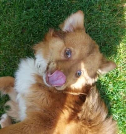 Gino,  4yo Mixed Breed for adoption at Ankerhunde e.V., Novi Grad