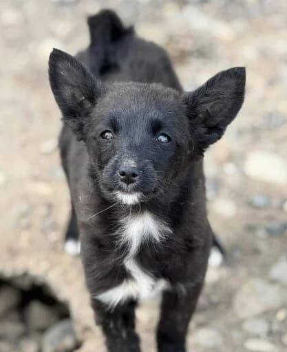 Benja,  puppy Mixed Breed for adoption at Ankerhunde e.V., Novi Grad