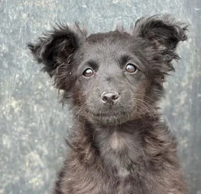 Nika,  puppy Mixed Breed for adoption at Ankerhunde e.V., Novi Grad