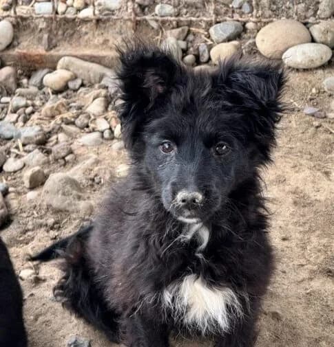 Baily,  puppy Mixed Breed for adoption at Ankerhunde e.V., Novi Grad