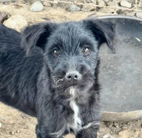 Fred,  puppy Mixed Breed for adoption at Ankerhunde e.V., Novi Grad