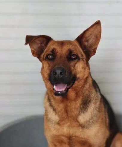 Benja,  6yo Mixed Breed for adoption at Ankerhunde e.V., Novi Grad