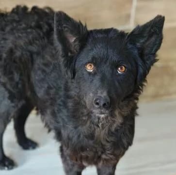 Sally, female young Mixed Breed for adoption at Ankerhunde e.V., Novi Grad