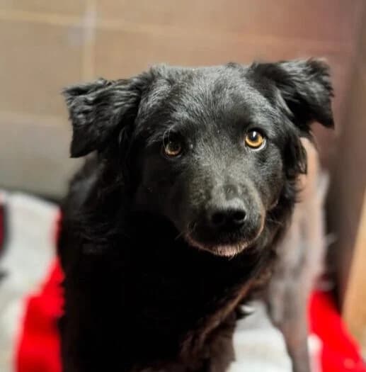 Melissa, female 5yo Mixed Breed for adoption at Ankerhunde e.V., Novi Grad
