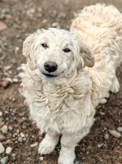 Smiley,  young Mixed Breed for adoption at Ankerhunde e.V., Novi Grad